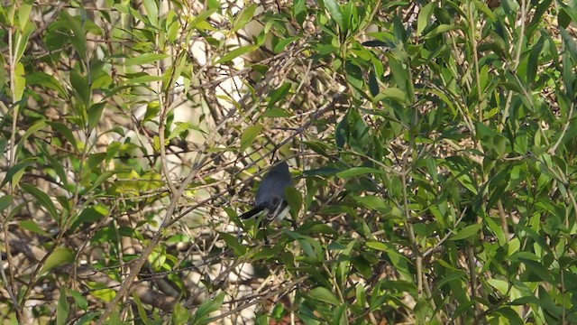 Blue-gray Gnatcatcher - ML201047741