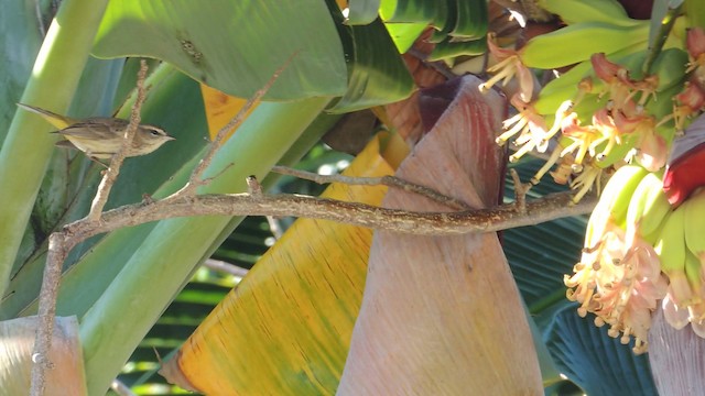 Palm Warbler - ML201047831