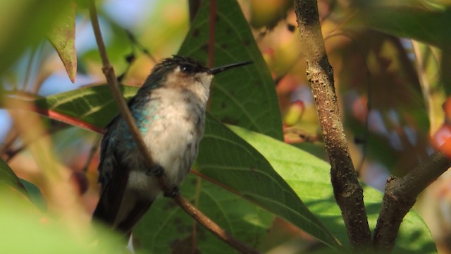 Bee Hummingbird - ML201048251