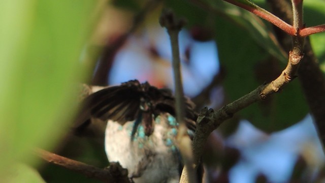Bee Hummingbird - ML201048261