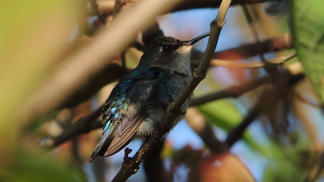 Bee Hummingbird - ML201048271