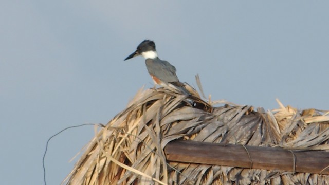 Belted Kingfisher - ML201048321