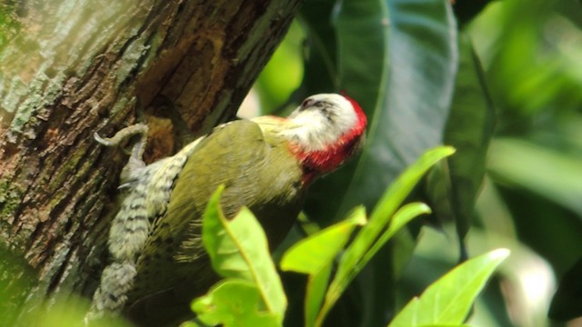 Cuban Green Woodpecker - ML201048341
