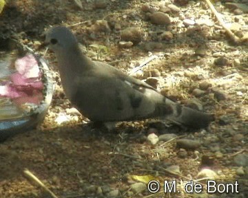 Emerald-spotted Wood-Dove - ML201048491