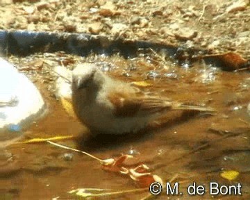 Northern Gray-headed Sparrow - ML201048531