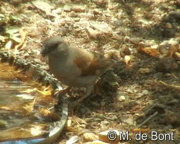 Northern Gray-headed Sparrow - ML201048541