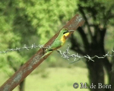 Little Bee-eater - ML201048621