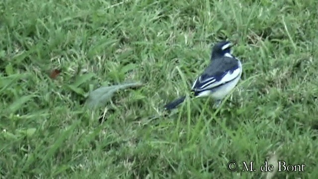 African Pied Wagtail - ML201048771