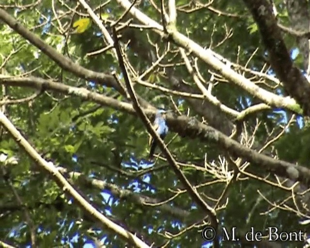Blue-headed Bee-eater - ML201049081
