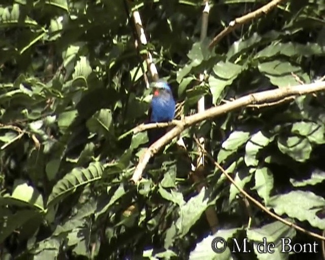 Blue-headed Bee-eater - ML201049091