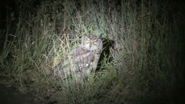 Spotted Eagle-Owl - ML201049191