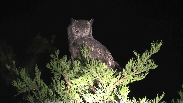 Spotted Eagle-Owl - ML201049201