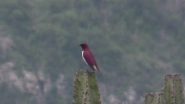 Violet-backed Starling - ML201049251