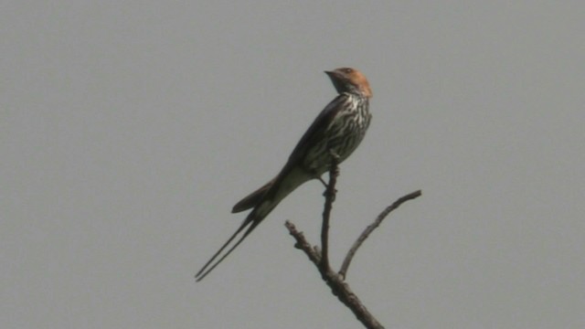 Lesser Striped Swallow - ML201049361