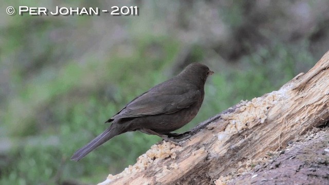 Eurasian Blackbird - ML201049481