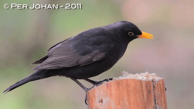 Eurasian Blackbird - ML201049491