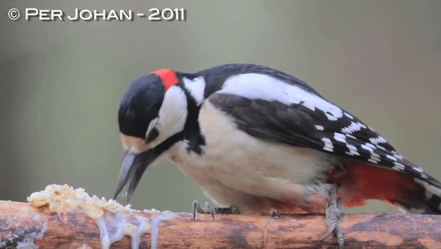 Great Spotted Woodpecker - ML201049501