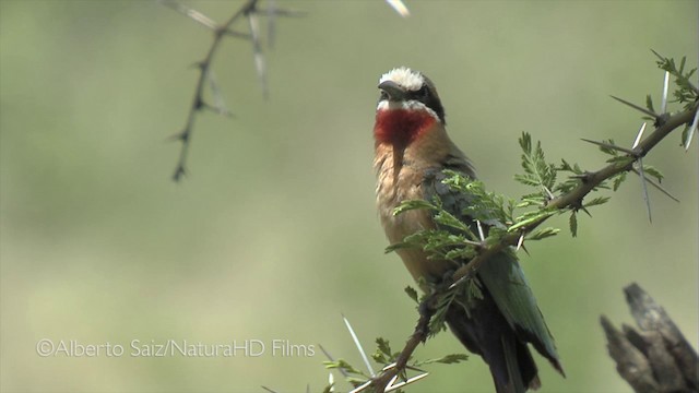 White-fronted Bee-eater - ML201049781
