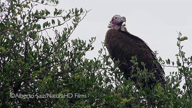 Lappet-faced Vulture - ML201049881