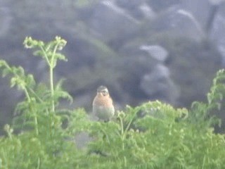Whinchat - ML201050071