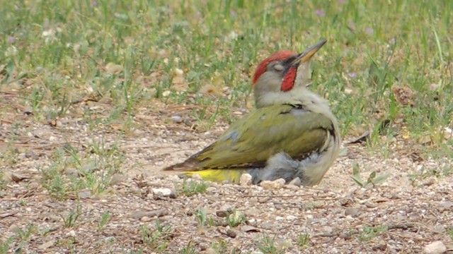 Iberian Green Woodpecker - ML201050221
