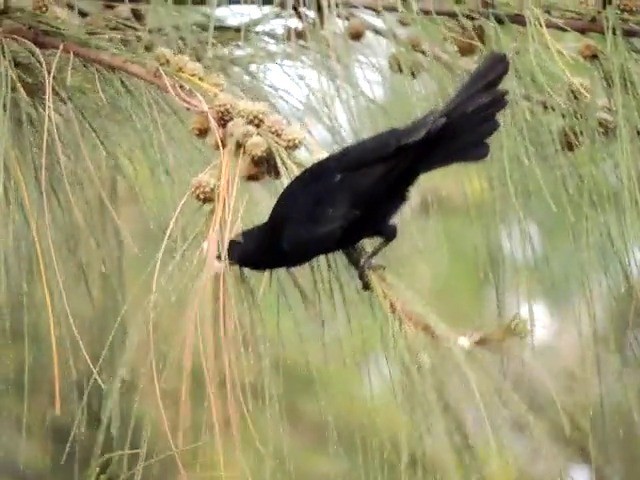 Tawny-shouldered Blackbird - ML201050341