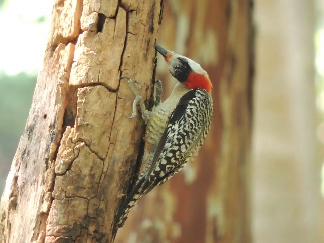 West Indian Woodpecker - ML201050371
