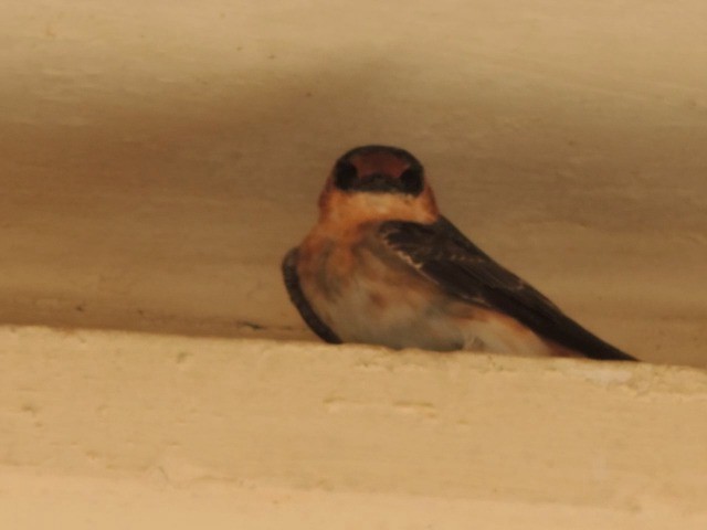 Cave Swallow - ML201050431