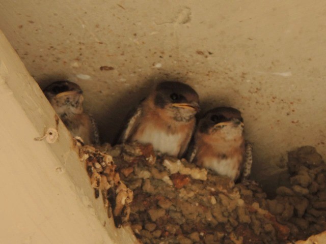Cave Swallow - ML201050441