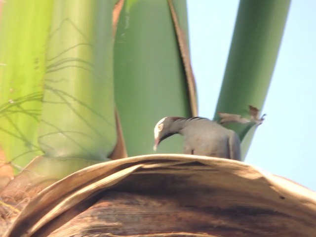 Pigeon à couronne blanche - ML201050461