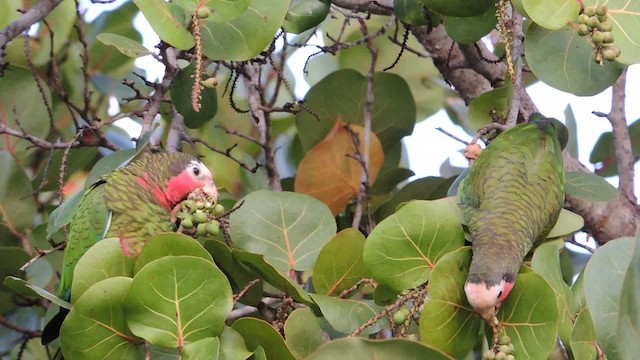 Cuban Parrot - ML201050541