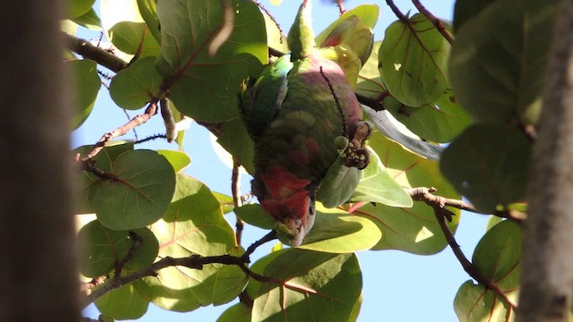 Cuban Parrot - ML201050551