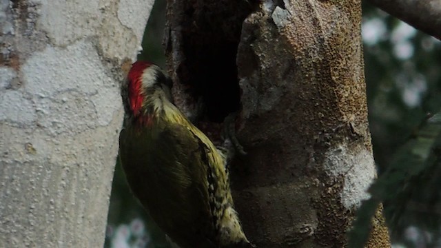 Cuban Green Woodpecker - ML201050751