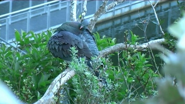New Zealand Pigeon (New Zealand) - ML201051041