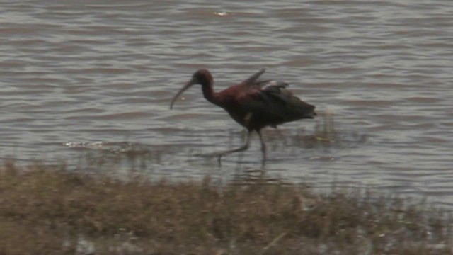 ibis hnědý - ML201051501