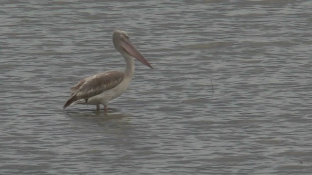 Pink-backed Pelican - ML201051511