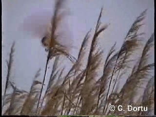 Great Reed Warbler - ML201052081