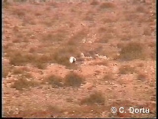 Saharakragentrappe (fuertaventurae) - ML201052231