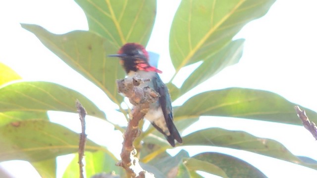 Bee Hummingbird - ML201052371