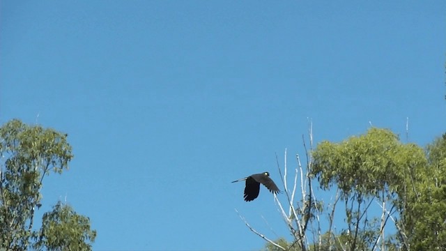 Yellow-tailed Black-Cockatoo - ML201052551