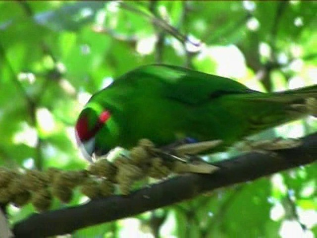 Red-crowned Parakeet - ML201052621