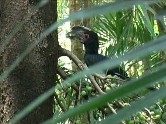 Trumpeter Hornbill - ML201052821