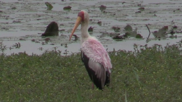 Tantale ibis - ML201053421
