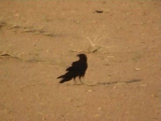 Brown-necked Raven - ML201053751