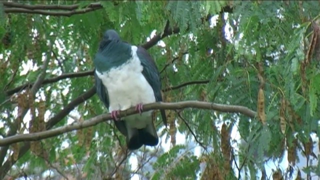New Zealand Pigeon (New Zealand) - ML201054631