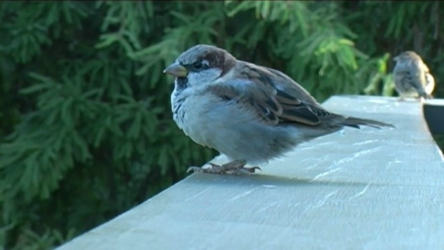 House Sparrow - ML201054931