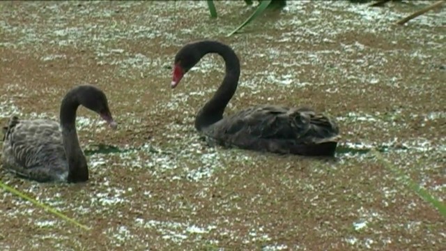 Black Swan - ML201054981