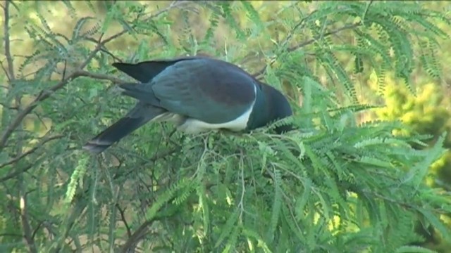 Маорийский плодовый голубь (novaeseelandiae) - ML201055031