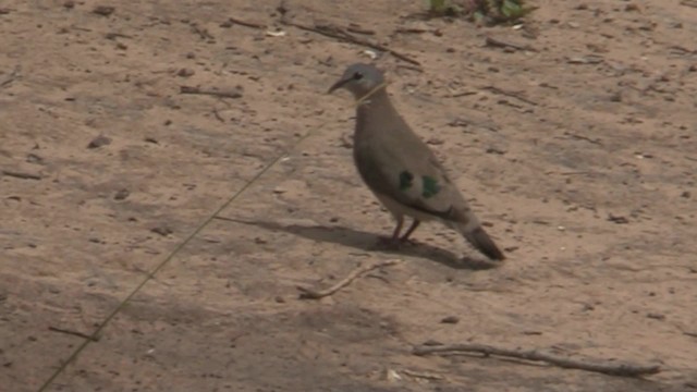Emerald-spotted Wood-Dove - ML201055301