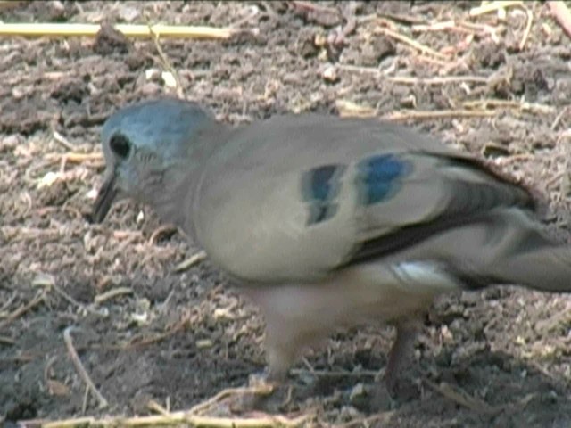 Emerald-spotted Wood-Dove - ML201055311